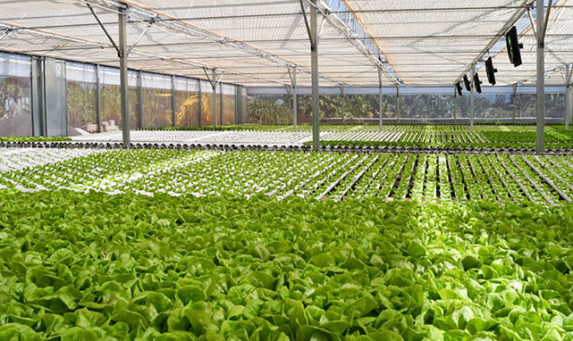 Mari's Garden lettuce