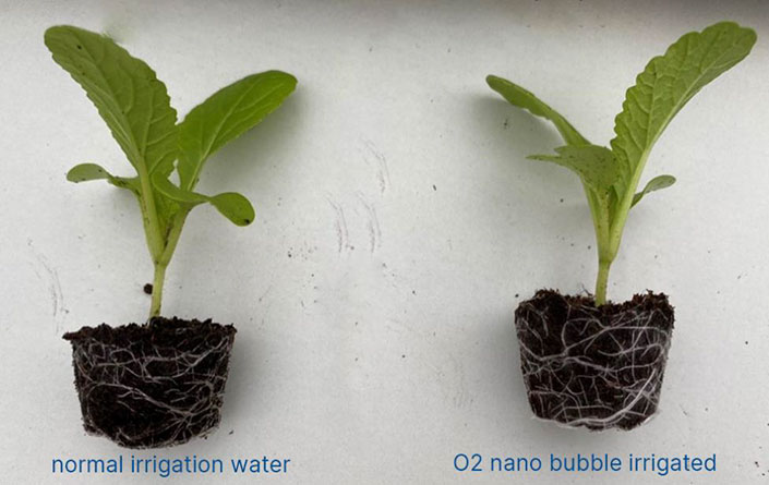 O2 nano bubble irrigated